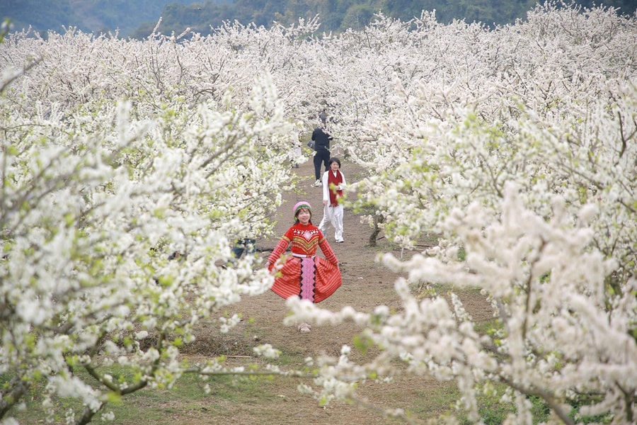 Mộc Châu thu hơn 1.200 tỉ đồng nhờ hoa mận