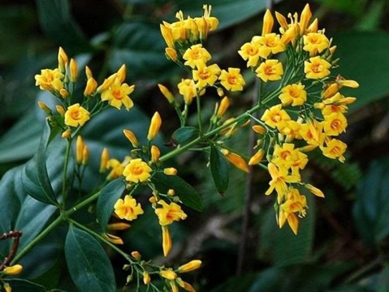 Quảng Nam: Một học sinh tử vong do ăn lá ngón