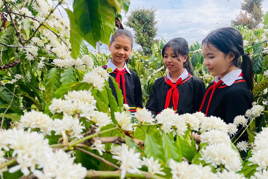 Mê mẩn mùa hoa cà phê ở Tây Nguyên, phủ trắng vùng đất đỏ bazan