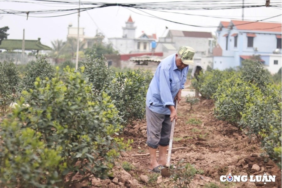 Các nhà vườn trồng quất, đào cảnh tất bật vào vụ mới