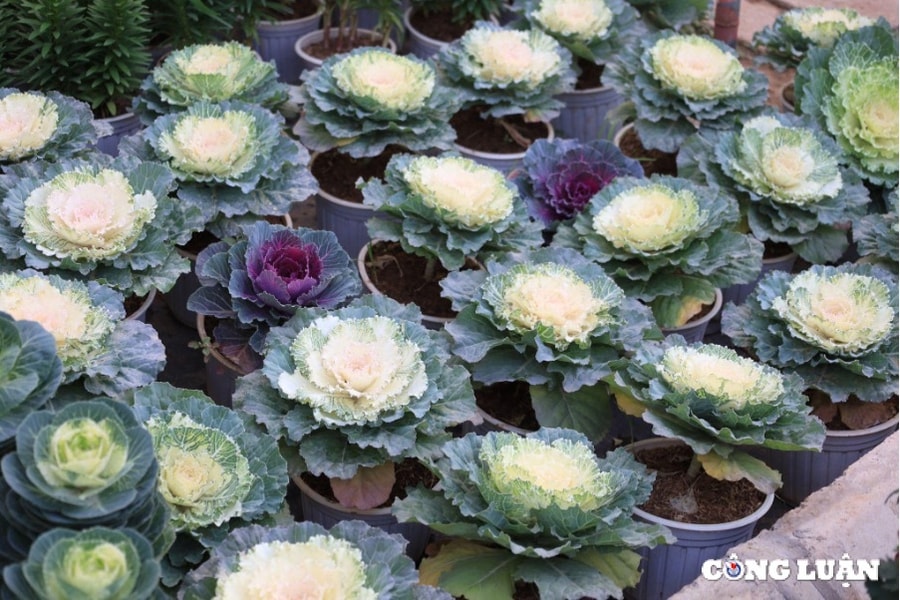 Thú chơi hoa độc lạ, loại hoa vừa để cắm vừa có thể ăn