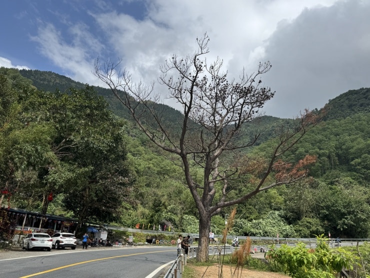 Khách du lịch tiếc nuối khi 'cây thông cô đơn' trên đèo Hải Vân chết khô