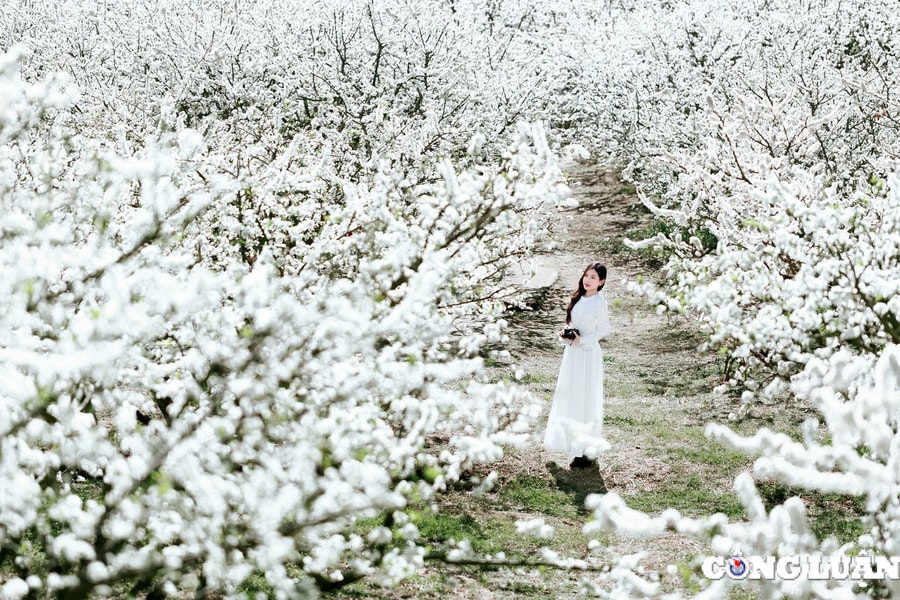 Thấy gì từ những 'cơn sốt' hoa mận của Mộc Châu?