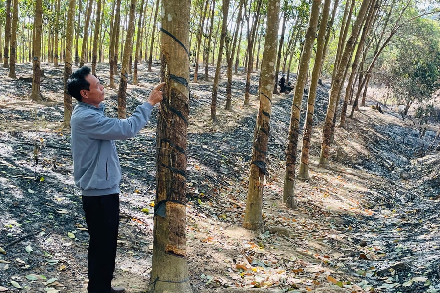 Gia Lai: Hơn 700 cây cao su và điều của một hộ dân bị đốt cháy