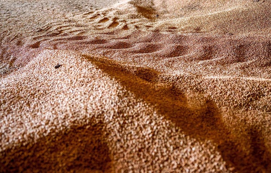 Các nước Đông Âu kêu gọi EU hạn chế nhập khẩu nông sản Ukraine