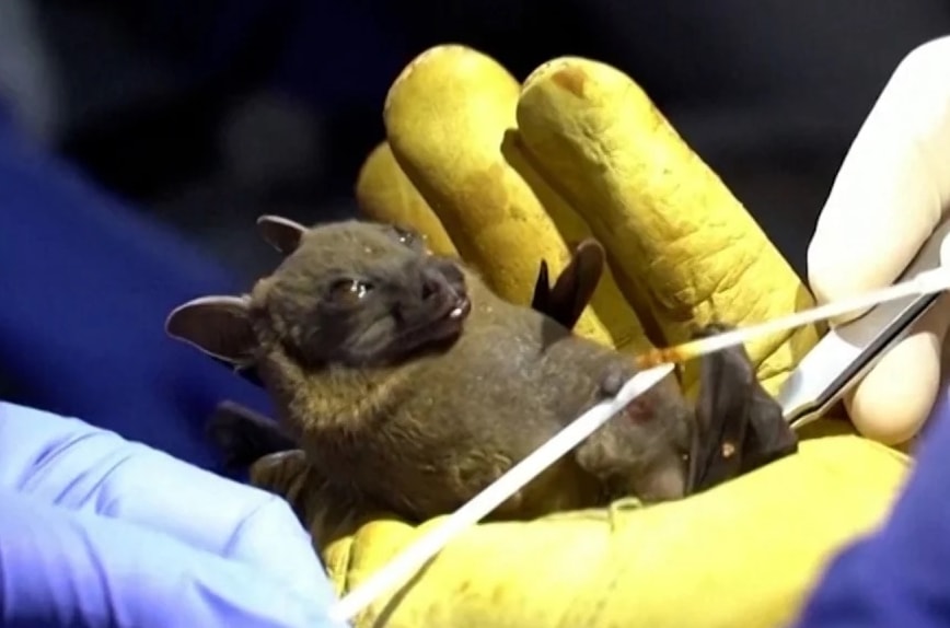 Căn bệnh lạ sau khi trẻ em ăn dơi khiến hơn 50 người tử vong ở CHDC Congo