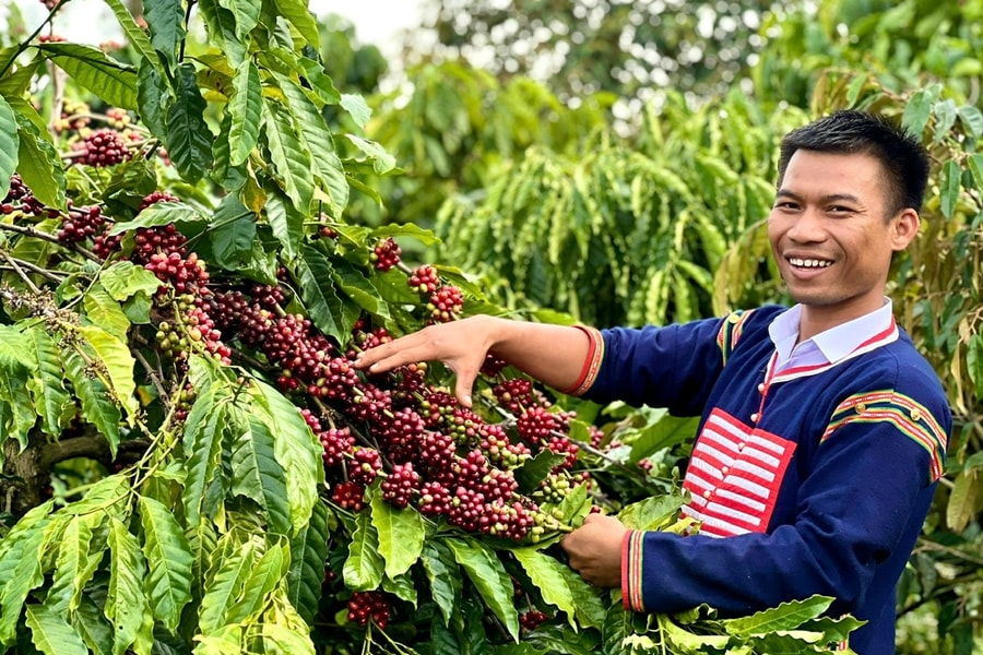 Gia Lai: Thầy giáo Jrai mê nông nghiệp cùng bà con nâng tầm giá trị hạt cà phê