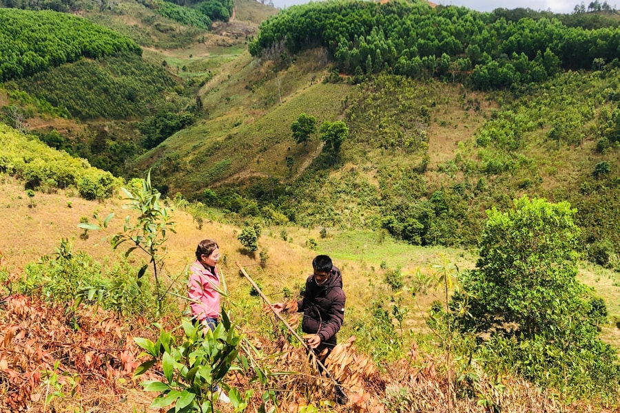 Gia Lai: Gần 1ha keo của người dân bị kẻ xấu chặt phá sát gốc