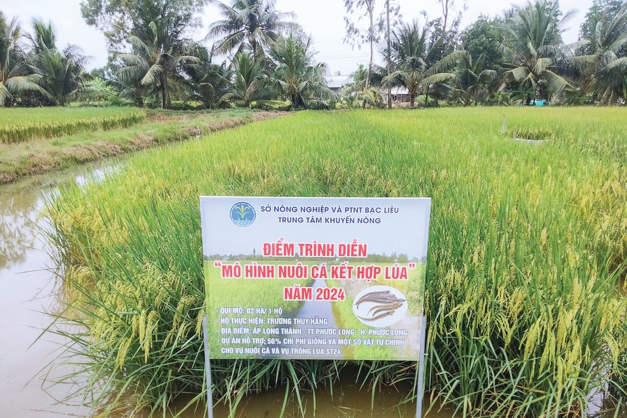 Bạc Liêu: Xây dựng và nhân rộng các mô hình khuyến nông hiệu quả