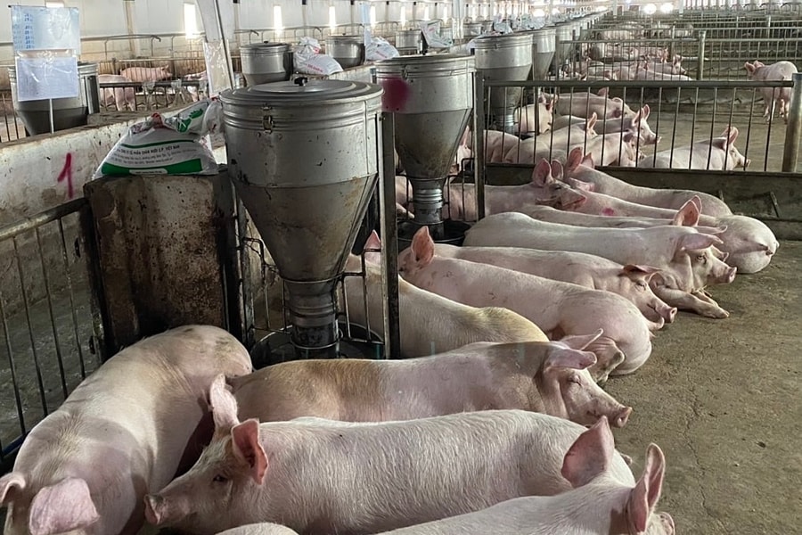 Hoàng Anh Gia Lai (HAG) vẫn lỗ luỹ kế 425 tỷ, giải thể công ty con về nông nghiệp