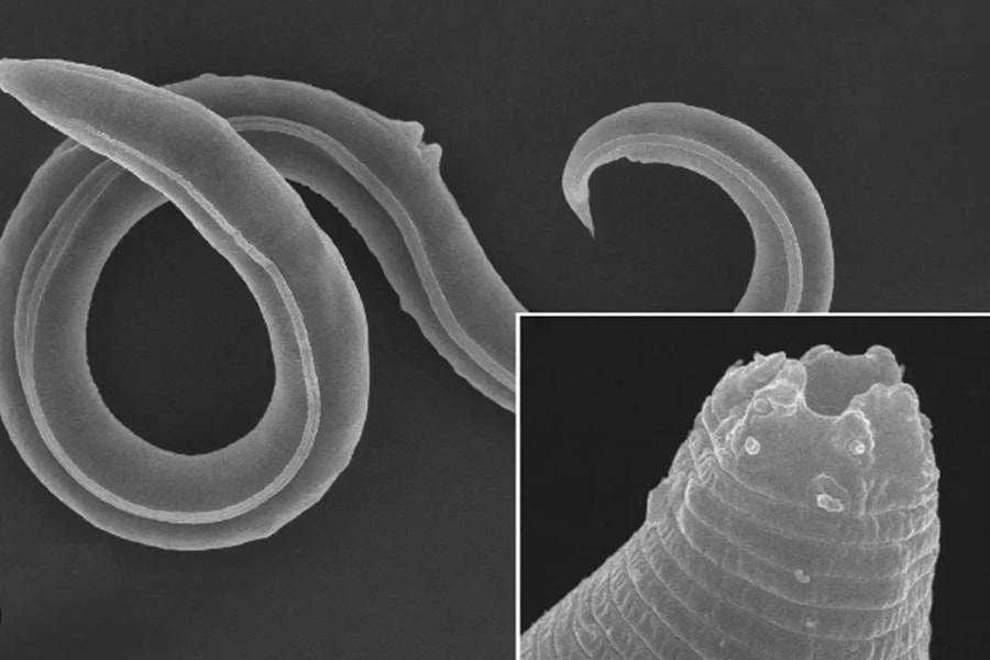 Chú giun ngủ đông suốt 46.000 năm sắp được 'hồi sinh'