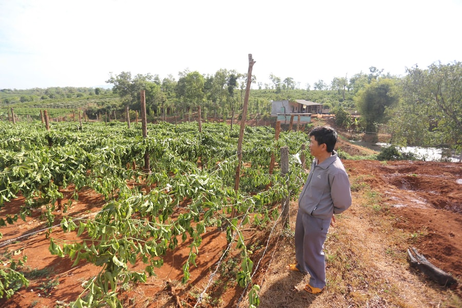 Liên tiếp xảy ra hàng loạt vụ chặt phá cây trồng ở Gia Lai