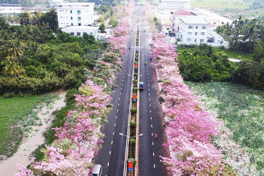 Sóc Trăng lần đầu tiên tổ chức lễ hội hoa kèn hồng