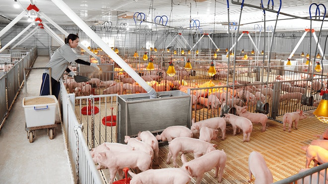 Dabaco (DBC) huy động vốn 1.300 tỷ trong năm 2024, mới giải ngân hơn 700 tỷ