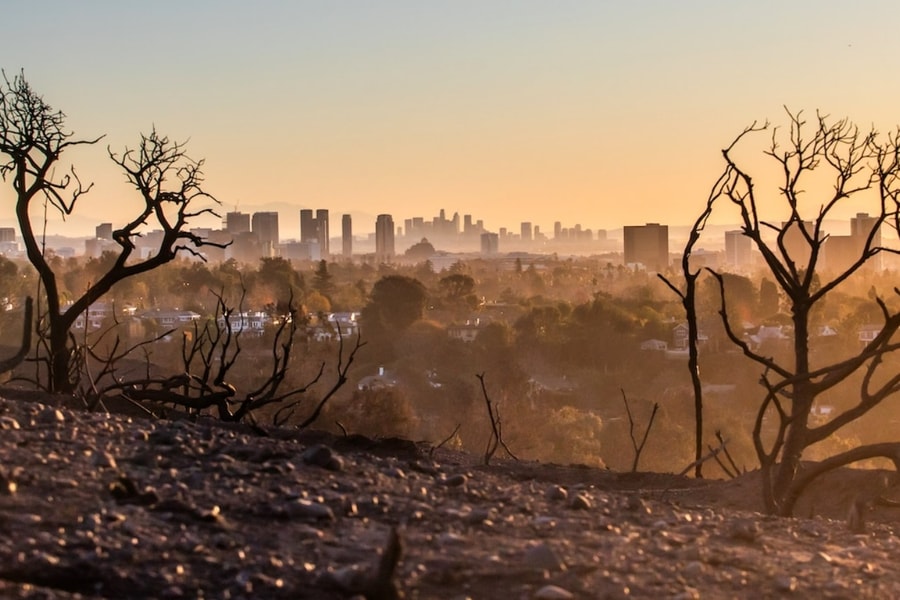 Cây cối dần mất khả năng hấp thụ CO2 khi lượng khí thải tăng cao