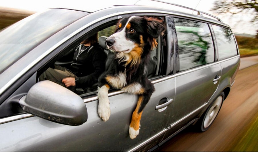 Sáu mẹo lái xe an toàn cùng chó cưng