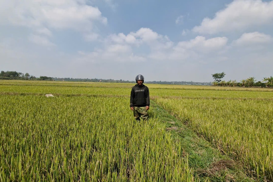 Cánh đồng lúa ở Gia Lai chết khô vì hạn hán, người dân ngậm ngùi cắt về cho bò ăn