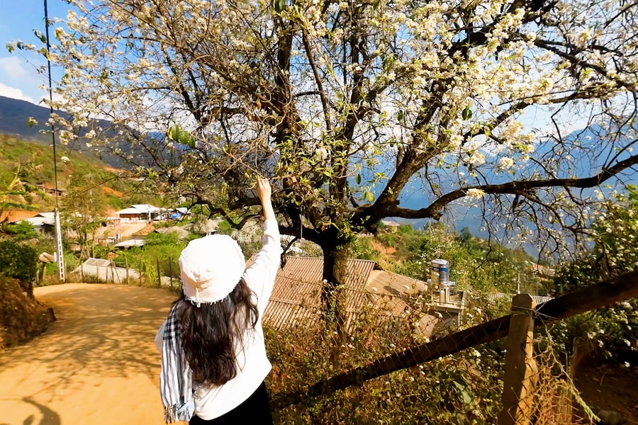 Dưới tán cây sơn tra