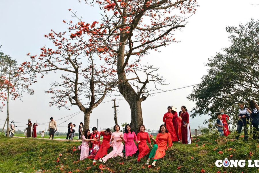 Người dân đổ xô 'check in' trên con đường hoa gạo tuyệt đẹp ngoại thành Hà Nội