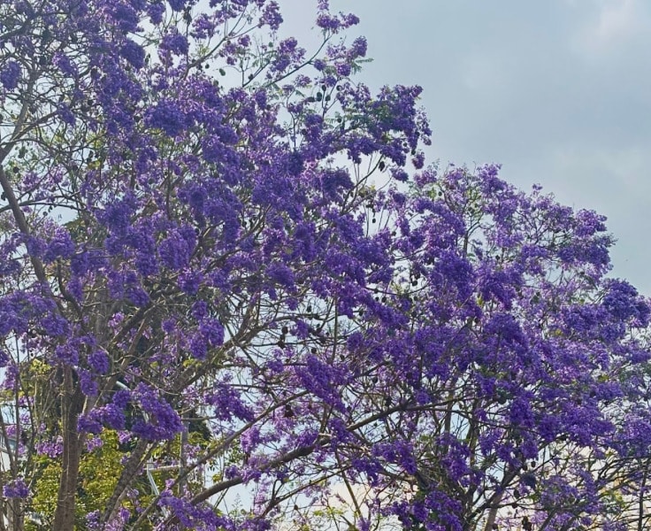 Đà Lạt tháng 3: Mùa phượng tím nhuộm màu hoài niệm trên phố núi