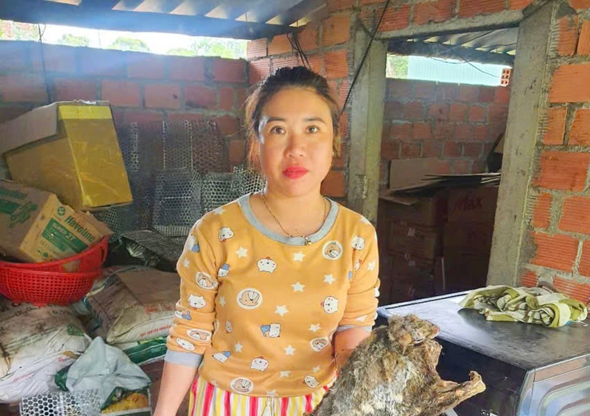 Gia Lai: Khởi tố người phụ nữ tàng trữ rắn hổ chúa và chồn bay tại nhà