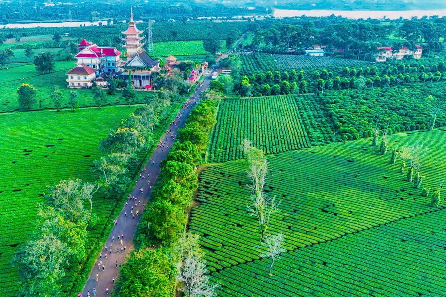 Gia Lai: Phá bỏ Biển Hồ chè thơ mộng để trồng cà phê