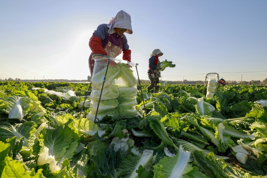 Nông dân Trung Quốc tìm kiếm lời khuyên từ AI sau sự bùng nổ của DeepSeek