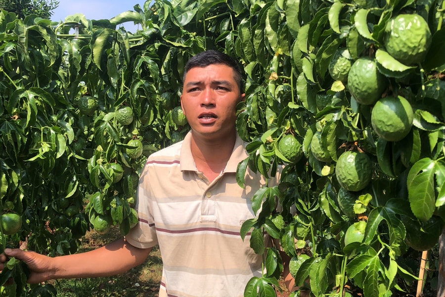 Gia Lai: Vợ chồng trẻ ứa nước mắt nhìn vườn chanh dây sai trĩu quả bị kẻ ác chặt lìa gốc