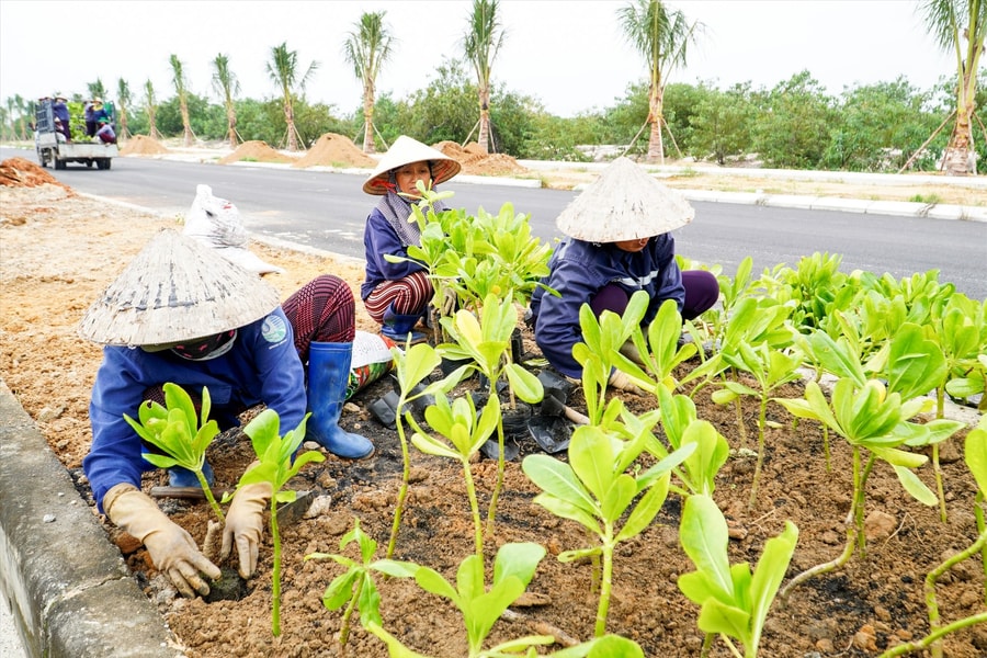 Quảng Nam: Tìm đơn vị chăm sóc, duy trì hệ thống cây xanh trên đường Võ Chí Công tại gói thầu 56 tỷ