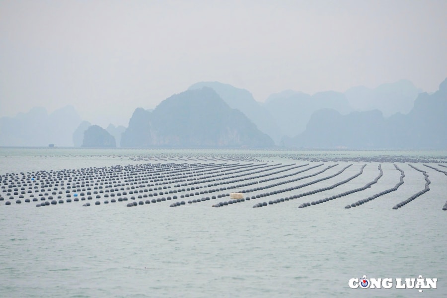 Vịnh Bái Tử Long - điểm du lịch lý tưởng cho du khách quốc tế