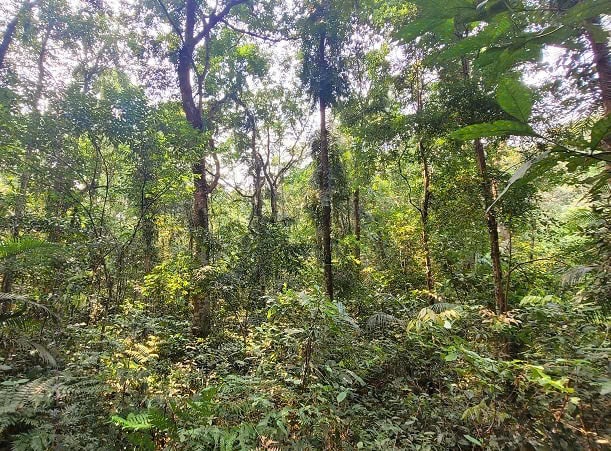 Hà Tĩnh: Xử phạt người đàn ông phá 1.860m² rừng tự nhiên