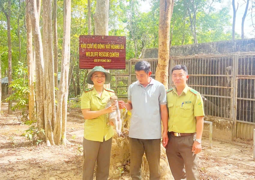 Kon Tum: Vườn quốc gia Chư Mom Ray tiếp nhận khỉ đuôi dài quý hiếm bị cụt tay