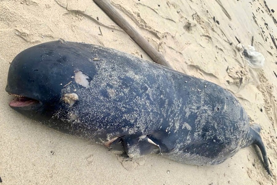 Liên tiếp phát hiện xác cá voi trôi dạt vào bờ biển Quảng Bình