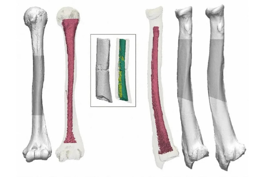 Nghiên cứu tiết lộ hóa thạch cổ nhất của Nhật Bản không phải con người