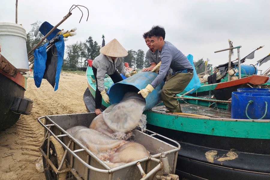 Ngư dân Hà Tĩnh trúng đậm mùa sứa biển, thu tiền triệu mỗi chuyến ra khơi
