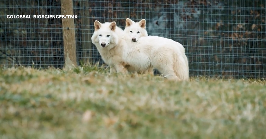 Hồi sinh thành công loài sói dữ tuyệt chủng cách đây 12.500 năm