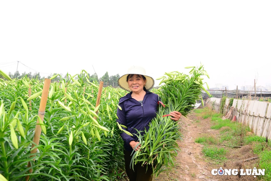 Người dân làng Tây Tựu bội thu hoa loa kèn đầu mùa vụ