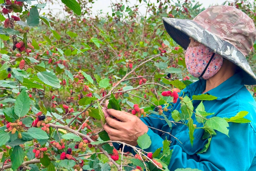 Hà Nội: Người dân huyện Phúc Thọ tất bật thu hoạch dâu tằm đầu mùa vụ