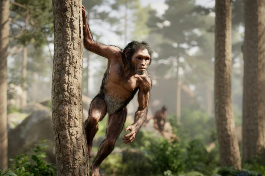 Tổ tiên của chúng ta chỉ cao một mét, là con mồi của loài báo