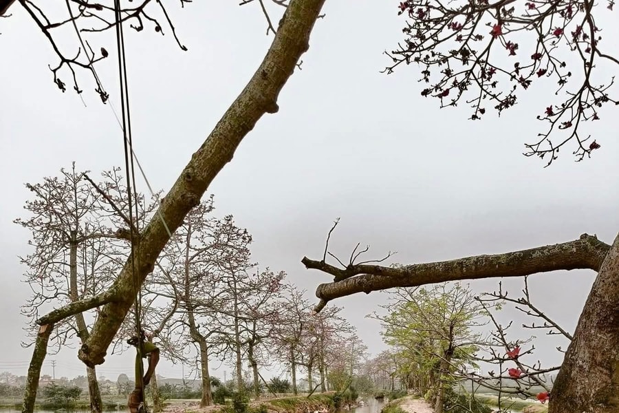 Vì sao rặng hoa gạo tuyệt đẹp ở Hà Nam bị chặt phá tan tành?