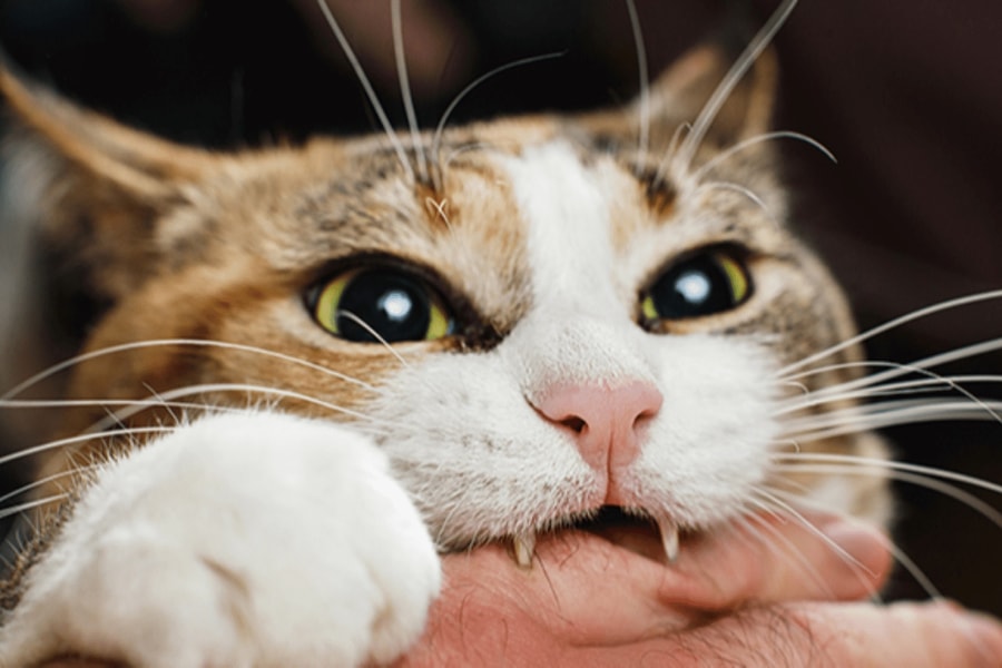 Người đàn ông tử vong vì bệnh dại sau 3 tháng bị mèo cào