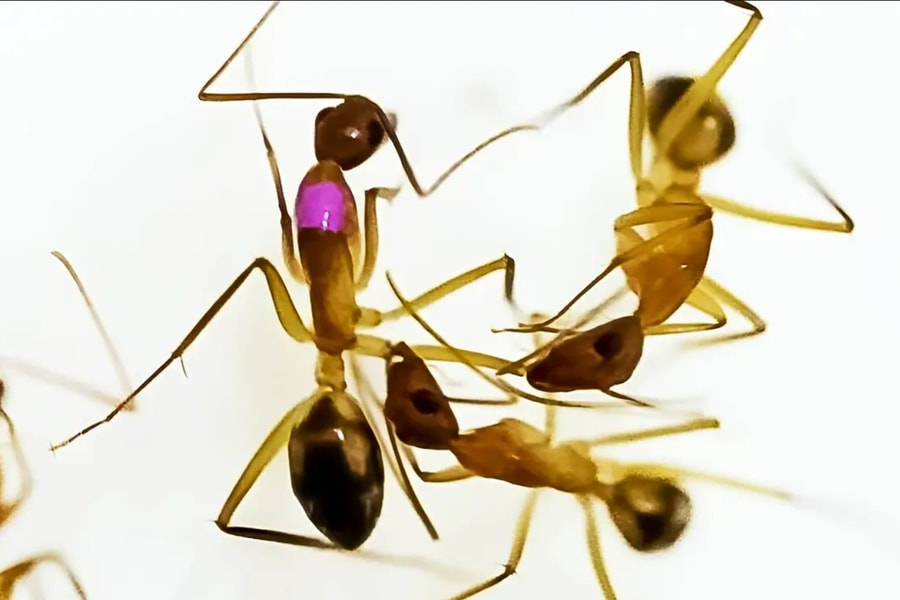 Phát hiện kiến cũng có thể 'phẫu thuật' để cứu sống đồng loại