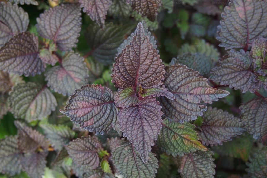 Từ món rau đến vị thuốc: Bí mật đằng sau lá tía tô phơi khô