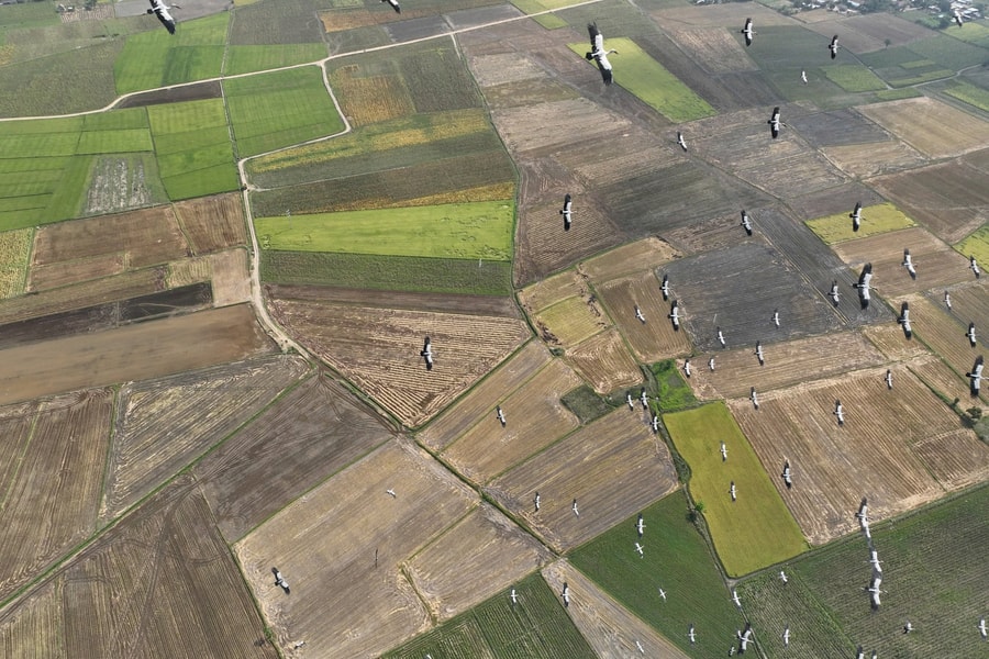 Đàn cò ốc quý hiếm xuất hiện ở Gia Lai