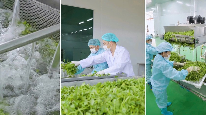 Sấy thăng hoa eHerbal- 'chìa khóa' vàng cho nông sản chất lượng