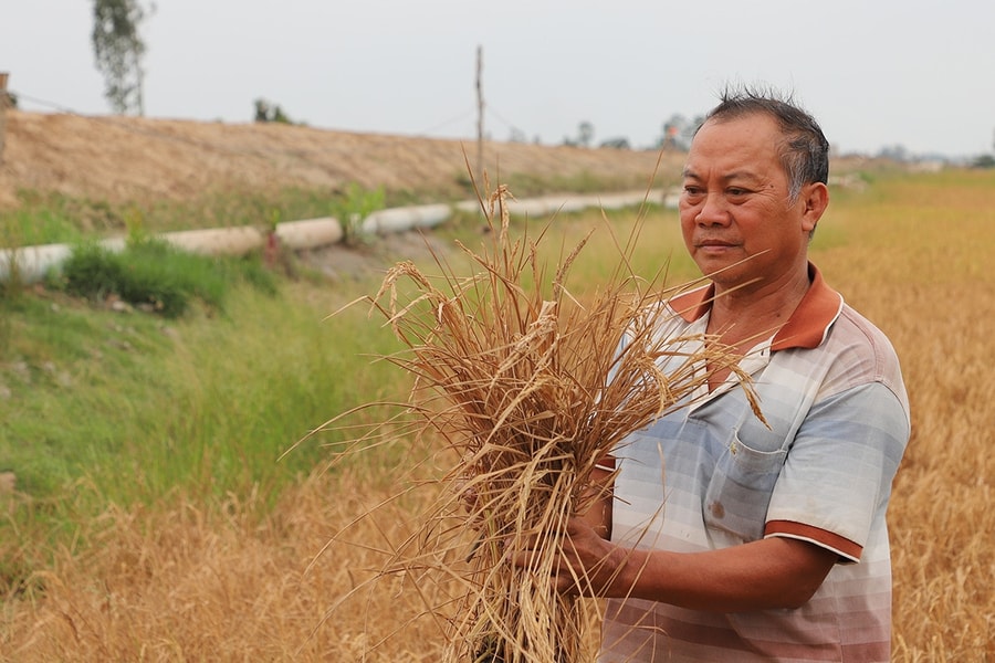Khẩn trương bồi thường thiệt hại cho người dân có lúa chết cạnh cao tốc Cần Thơ - Cà Mau