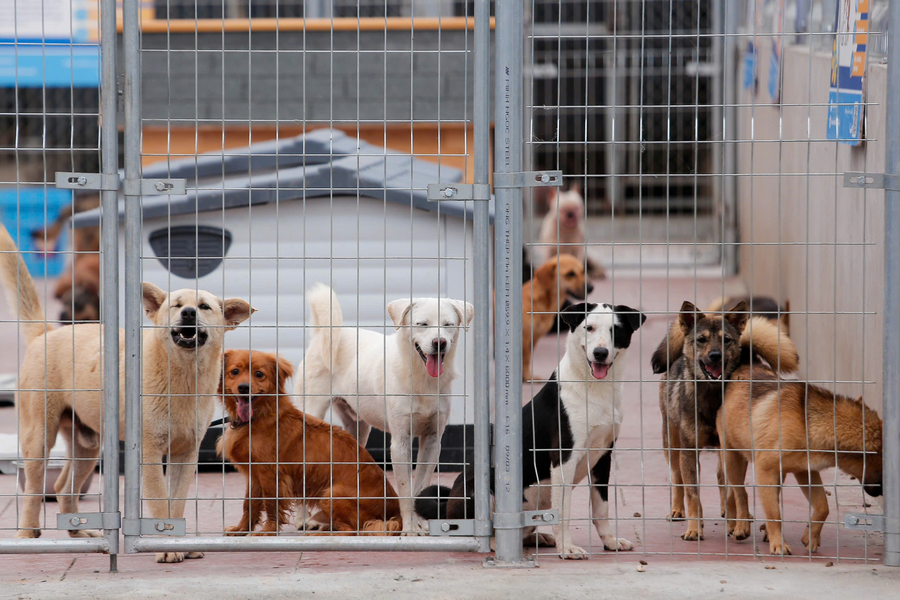 Mái ấm của hơn 800 “người bạn bốn chân”