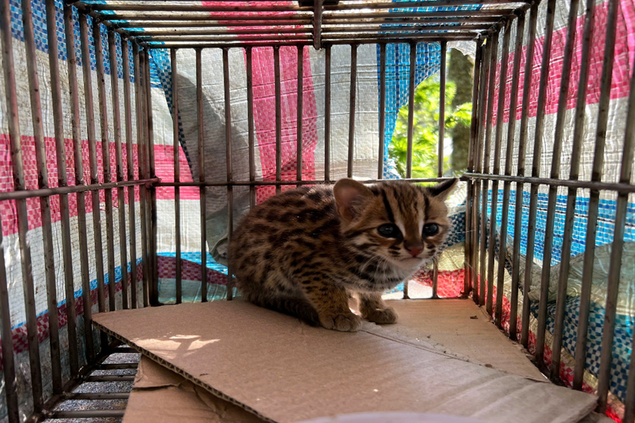 Lào Cai: Vườn quốc gia Hoàng Liên cứu hộ mèo rừng có tên trong sách đỏ