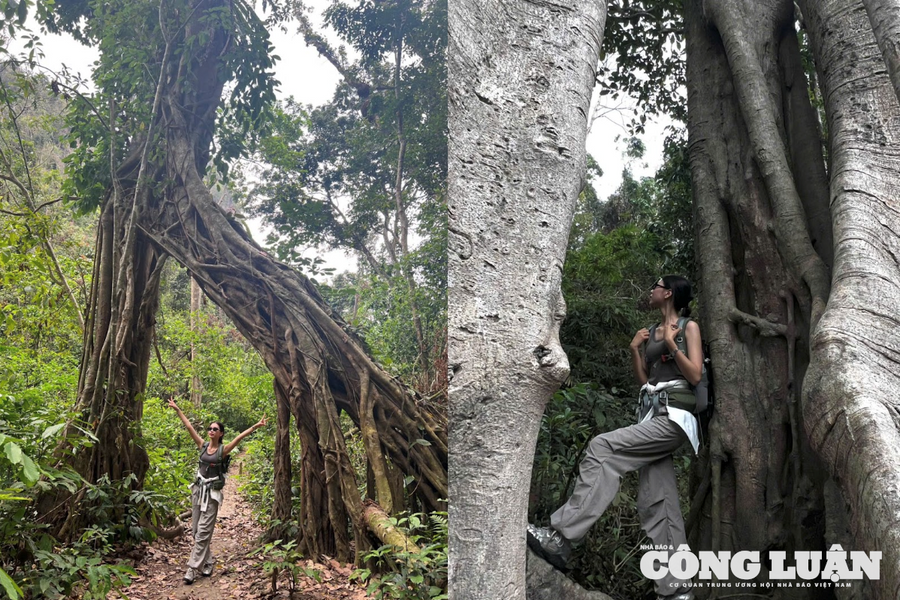 'Chạm vào rừng là chạm vào chính mình' – Hành trình lắng nghe hơi thở Cát Bà