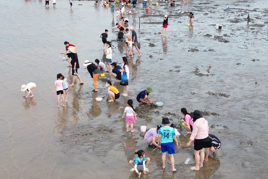 Cát Hải (Hải Phòng): Trải nghiệm cào ngao độc đáo